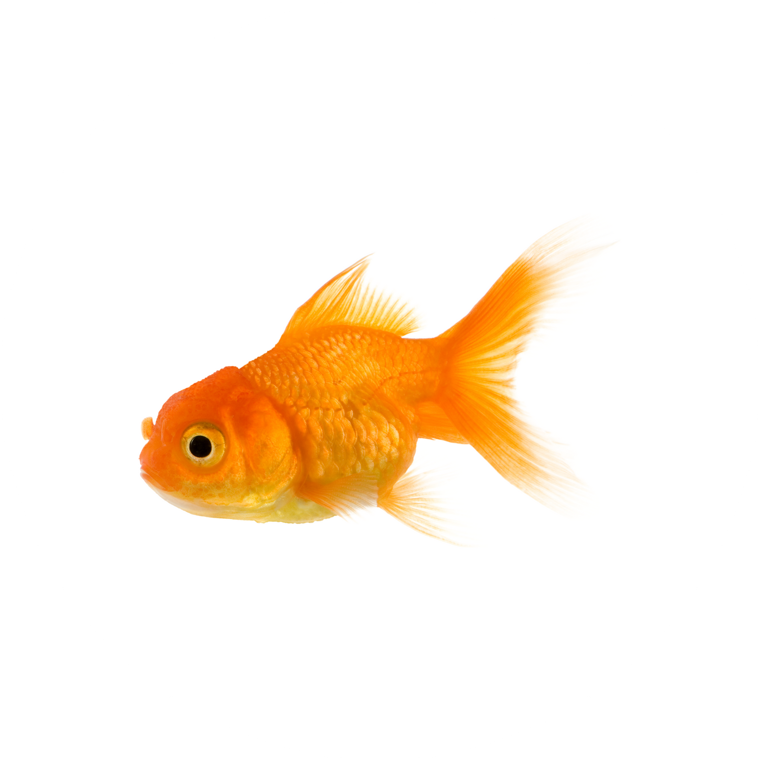 Fische & Aquarien