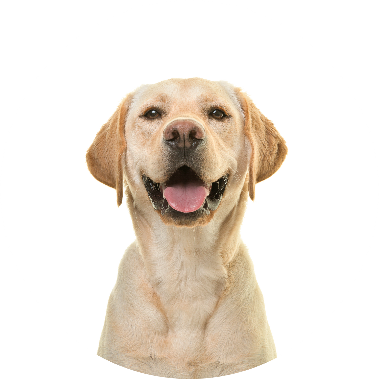 Hunde