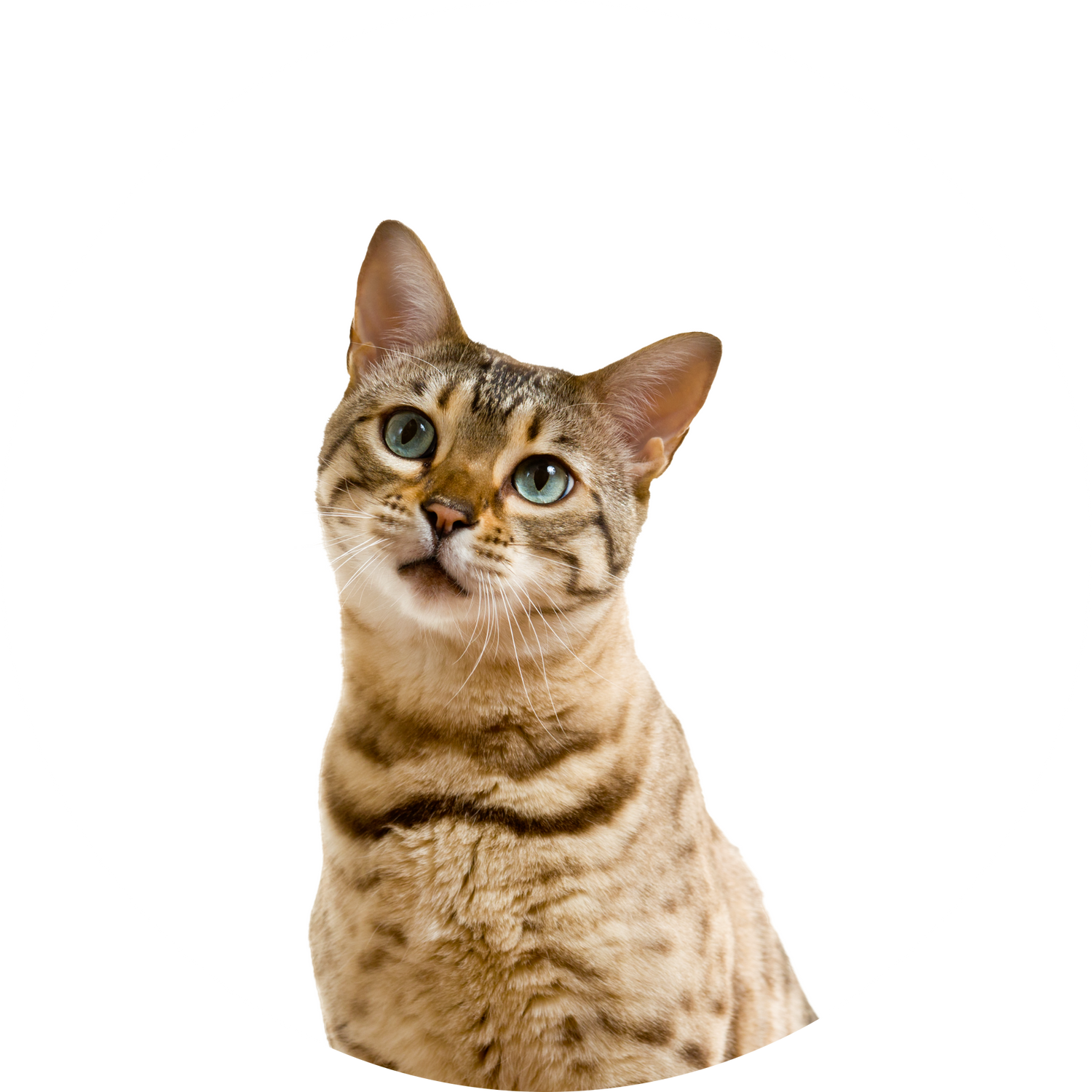 Katzen