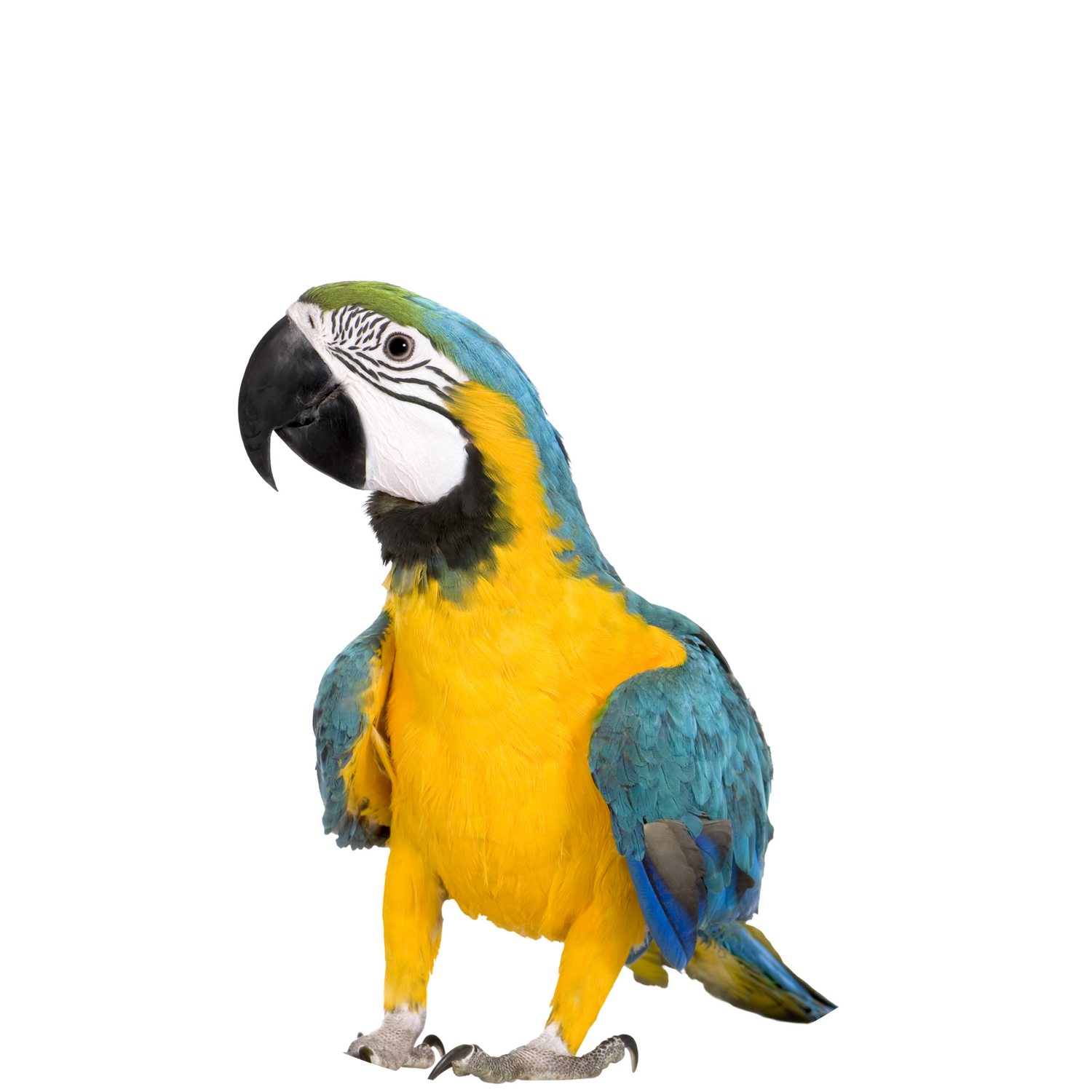 Vögel