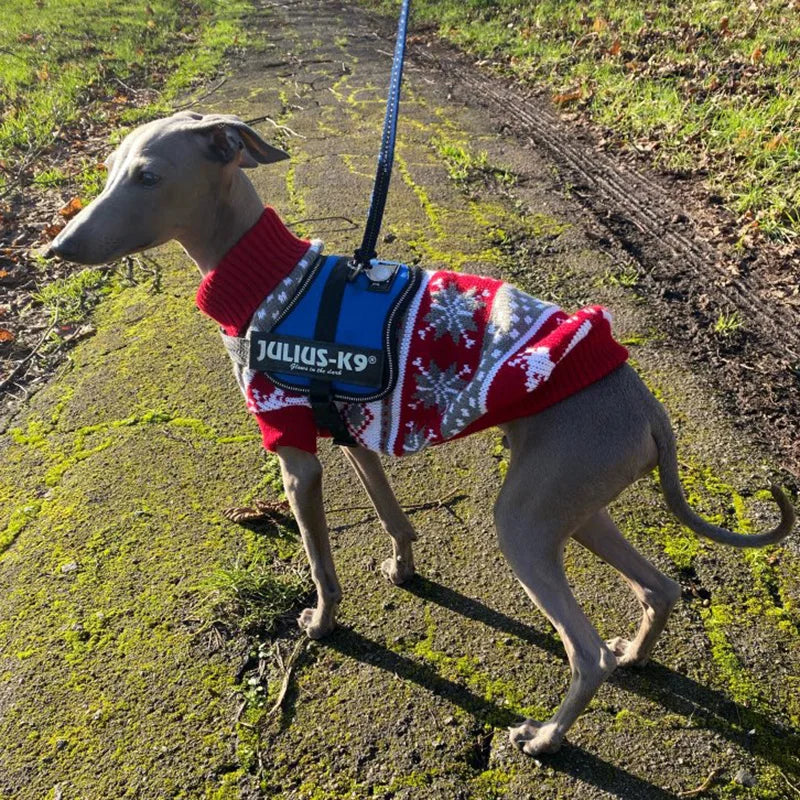 Weihnachtspullover für Hunde