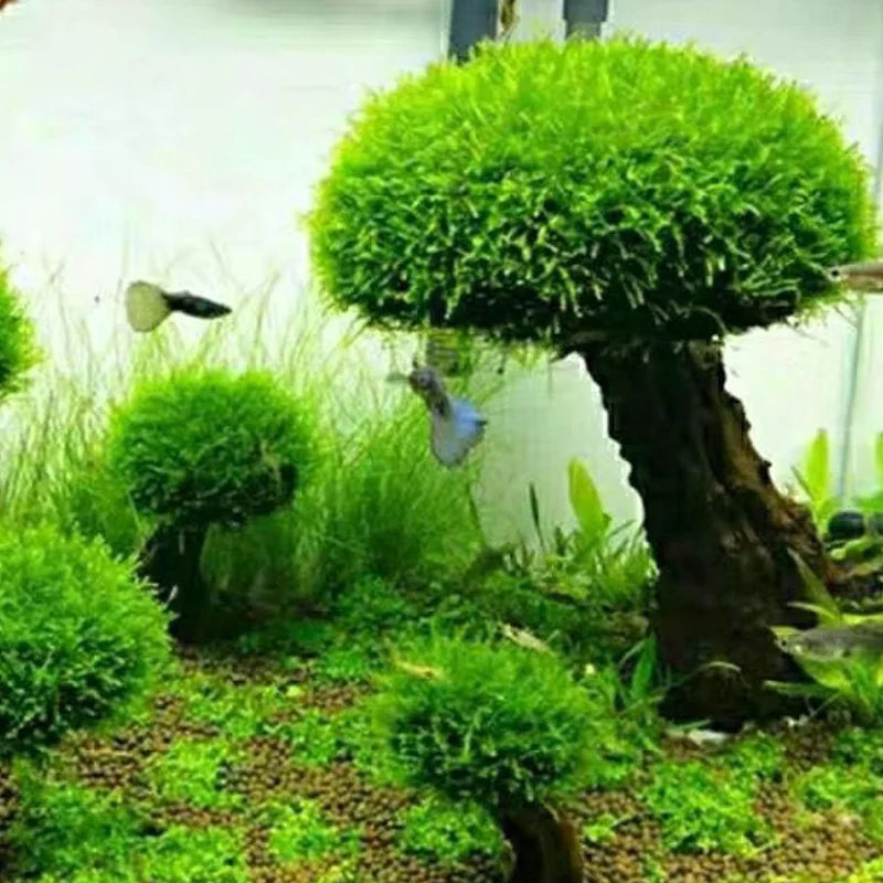 Treibholzbaum mit Pflanzenwachsfläche