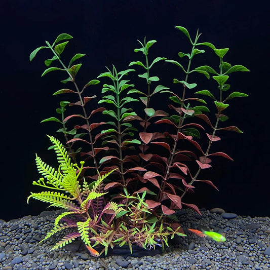 Deko Aquarium Pflanzen