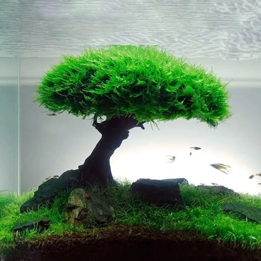 Treibholzbaum mit Pflanzenwachsfläche