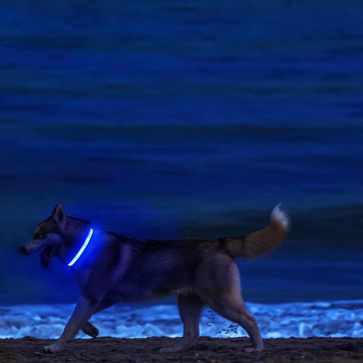 Leuchtendes LED Sicherheit-Hundehalsband