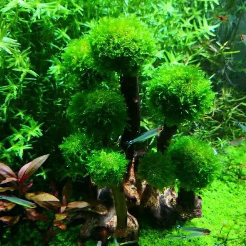 Treibholzbaum mit Pflanzenwachsfläche